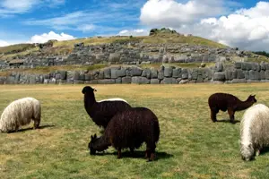 Enchanting Cusco 12